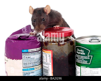 Eine braune Ratte umgeben von Essen, eine Ratte in einer Küche. Stockfoto