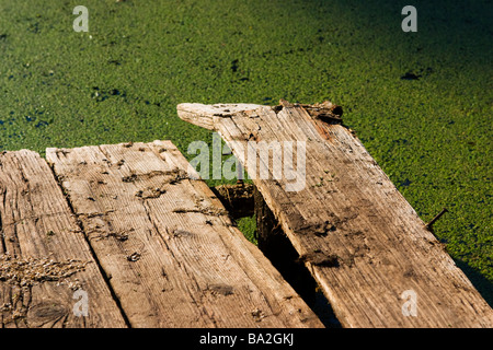 Alten Gangway über Sumpf Oberfläche. Stockfoto