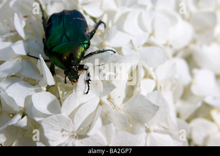 Rose Chafer Fütterung auf Phlox. Stockfoto