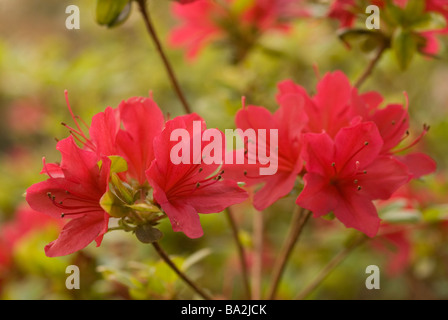 Azalea Japonica (Rhododendron), Ericaceae Stockfoto