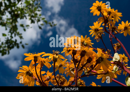 Orange Blumen auf blauem Himmel. Stockfoto