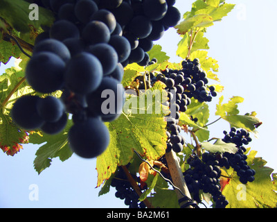 Weinanbau, Weinstock, Detail, Weinlaub, Trauben, Herbst, Stockfoto