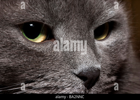 Russisch Blau Katze Rasse Schnauze Nahaufnahme. Stockfoto