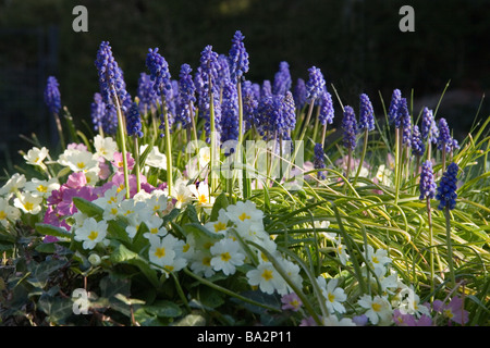 Frühling Blumen - Grape Hyacinth und Primeln Stockfoto