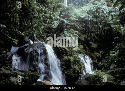 Regenwald-Wasserfall mit Baumfarnen im Bwindi Impenetrable Forest National Park Uganda Stockfoto