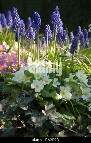 Frühling Blumen - Grape Hyacinth und Primeln Stockfoto