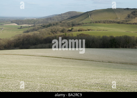 Kalkhaltigen Feld auf Treyford Hügel mit einer Progression von Norden mit Blick auf Klippen der South Downs in Ferne, West Sussex, England Stockfoto