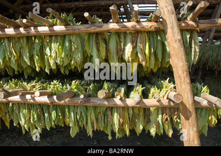 Kuba-Vinales Trocknung des Tabaks verlässt im Tabak wächst Land März 2009 Stockfoto