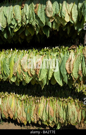 Kuba-Vinales Trocknung des Tabaks verlässt im Tabak wächst Land März 2009 Stockfoto