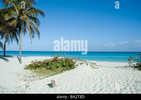 Kuba Varadero die unberührten weißen Sand türkisfarbenen Wasser und Palmen die Hotelzone von Kuba s beliebtesten Strand Stockfoto