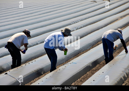 Umherziehenden Wanderarbeiter Pflanzen Tomaten in Hochbeeten Plant City Central Florida Stockfoto