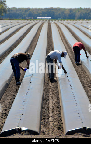 Umherziehenden Wanderarbeiter Pflanzen Tomaten in Hochbeeten Plant City Central Florida Stockfoto