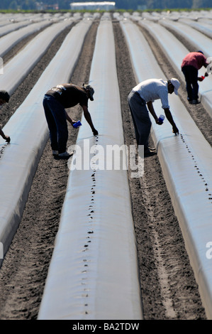 Umherziehenden Wanderarbeiter Pflanzen Tomaten in Hochbeeten Plant City Central Florida Stockfoto