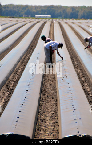 Umherziehenden Wanderarbeiter Pflanzen Tomaten in Hochbeeten Plant City Central Florida Stockfoto