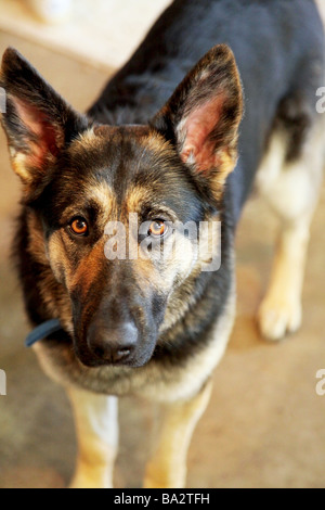 Der Deutsche Schäferhund, elsässische Hund zeichnet sich durch seine Intelligenz, Problemlösung, Loyalität, Mut, Mitgefühl & Service! Stockfoto