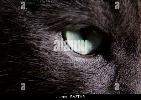 Russisch Blau Katze Rasse Auge Nahaufnahme. Stockfoto