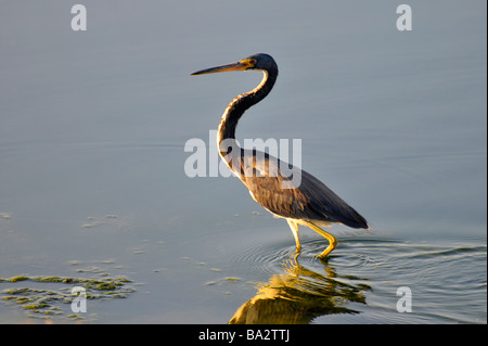 Great Blue Heron in Florida-Wasser Stockfoto