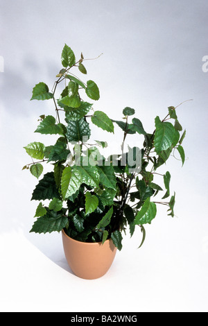 Känguru-Rebe (Cissus Antarctica), Topfpflanze, Studio Bild Stockfoto