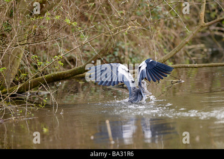 Ardeidae Ardea Cinerea Graureiher Fang ein Entlein, Cherry Hinton Cambridge UK Stockfoto