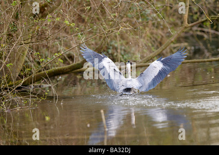 Ardeidae Ardea Cinerea Graureiher Fang ein Entlein, Cherry Hinton Cambridge UK Stockfoto