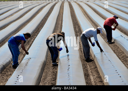 Umherziehenden Wanderarbeiter Pflanzen Tomaten in Hochbeeten Plant City Central Florida Stockfoto