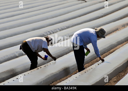 Umherziehenden Wanderarbeiter Pflanzen Tomaten in Hochbeeten Plant City Central Florida Stockfoto