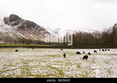 Schafe weiden im Winter Schnee unter Berg Klippen von Langdale Pikes Seenplatte Cumbria England Stockfoto