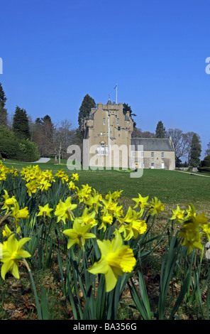 Frühling-Narzissen außerhalb Crathes Castle in Aberdeenshire, Schottland, Vereinigtes Königreich Stockfoto