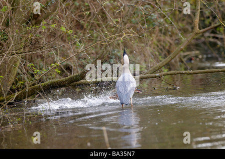 Ardeidae Ardea Cinerea Graureiher fangen ein Entlein, weibliche Stockente versucht zu wehren, Cherry Hinton Cambridge UK Stockfoto