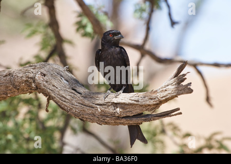Gabel-Tailed Drongo Stockfoto