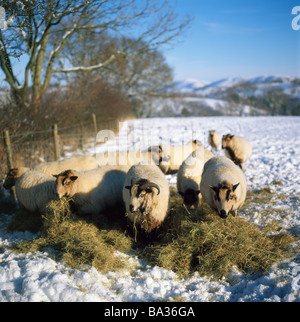 Badger Gesicht Welsh Mountain Schafe Essen Heu im Winter Llanwrda Carmarthenshire Wales UK KATHY DEWITT Stockfoto