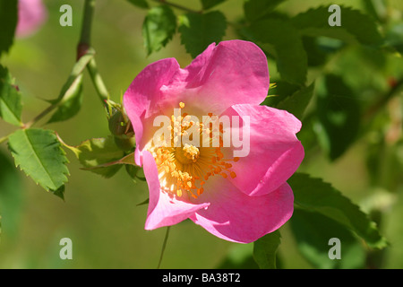 Hundsrose wilde Blume Rosa canina Stockfoto