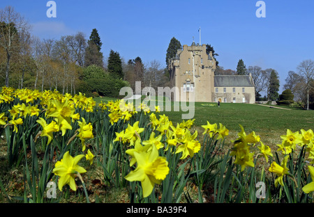 Frühling-Narzissen außerhalb Crathes Castle in Aberdeenshire, Schottland, Vereinigtes Königreich Stockfoto