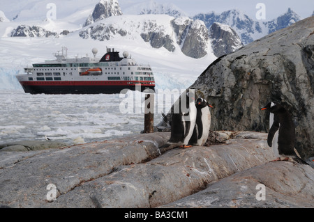 Gentoo Pinguine auf Cuverville Island in der Antarktis bekommen Besuch von der MS Fram Stockfoto