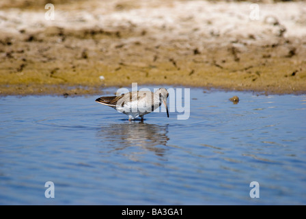 Gemeinsamen Rotschenkel Tringa Totanus waten im Pool Gujarat Indien Stockfoto