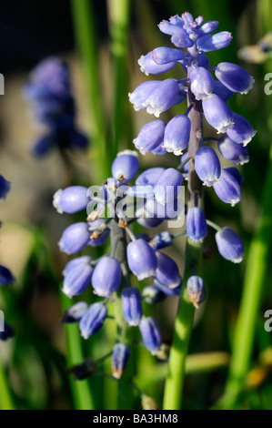 Muscari Armeniacum 'Heavenly Blue' Grape Hyacinth Sorte Spezies Stockfoto