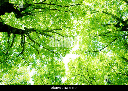 Sonnenstrahlen, die auf der Durchreise Buche Stockfoto