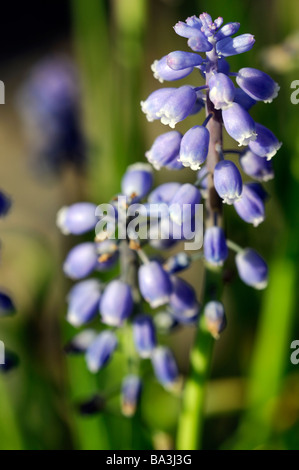 Muscari Armeniacum 'Heavenly Blue' Grape Hyacinth Sorte Spezies Stockfoto