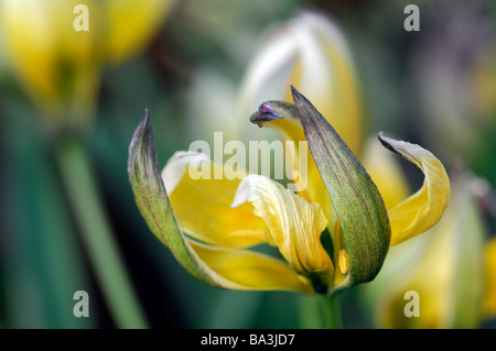 Tulipa Tarda Gelbe Zitrone Creme farbigen farbigen Farbe Farbe Blume Blüte Blüte Eröffnung keimhaft offenen Blätter Blütenblätter entfalten Stockfoto