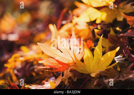 Toten Ahornblatt Stockfoto