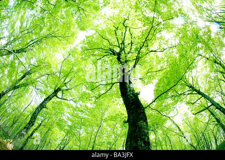 Sonnenstrahlen durchscheinen Ästen der Bäume Stockfoto