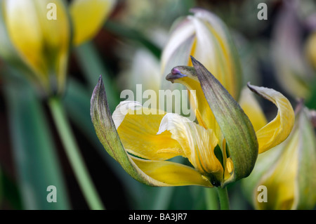 Tulipa Tarda Gelbe Zitrone Creme farbigen farbigen Farbe Farbe Blume Blüte Blüte Eröffnung keimhaft offenen Blätter Blütenblätter entfalten Stockfoto