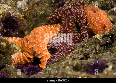 Ocker Seesterne (Pisaster Ochraceus) im Skorpion Bucht, Insel Santa Cruz, Channel Islands Nationalpark, Kalifornien Stockfoto