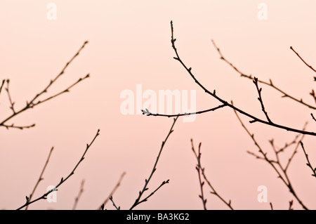 Baum-Zweig auf Sonnenuntergang Hintergrund Stockfoto