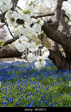 Prunus shirotae. Japanische Kirschbaum in Blüte RHS Wisley Gardens. Surrey, Großbritannien Stockfoto