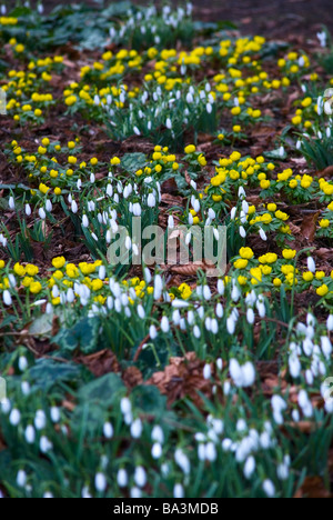 GALANTHUS NIVALIS SCHNEEGLÖCKCHEN MIT ERANTHIS HYEMALIS WINTER ACONITUM Stockfoto
