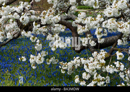 Prunus shirotae. Japanische Kirschbaum in Blüte RHS Wisley Gardens. Surrey, Großbritannien Stockfoto