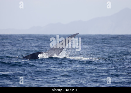 Blue Whale tail Stockfoto