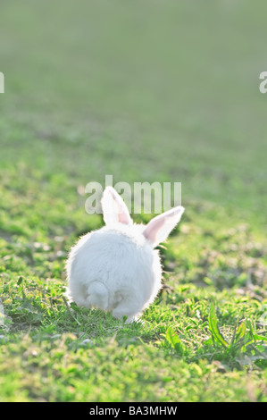 weißes Kaninchen auf dem grünen Rasen Stockfoto