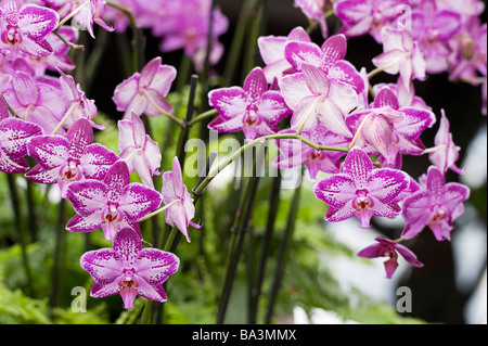 Phalaenopsis Orchidee "Miss Cuba", Moth Orchid. RHS Wisley Gärten Glasshouse, Surrey, England Stockfoto
